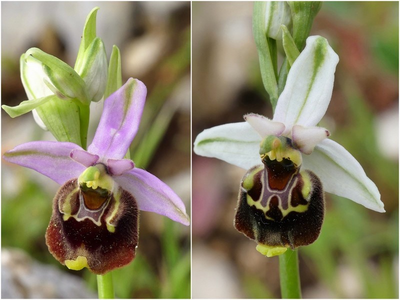 Ophrys crabronifera & Ophrys holosericea sp. � Monti Lucretili  (Roma).